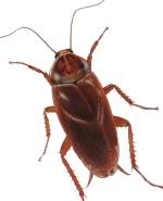 Roaches